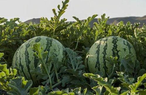 山东潍坊网红吃瓜,一场舌尖上的美食盛宴  第3张