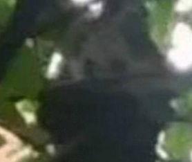 爆料潮汕熊猫视频在线观看  第2张